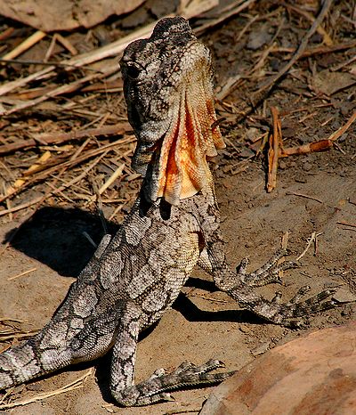 young frilled neck lizard young frilled neck lizard