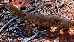 Sand Goanna