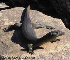 Water Goanna