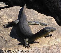 Water Goanna Water Goanna