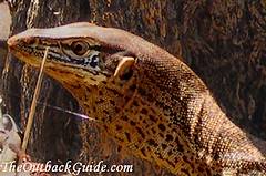 Goanna head and neck flap Goanna head and neck flap