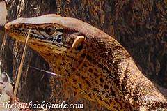 Goanna head and neck flap