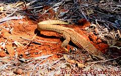 Goanna digging a hole