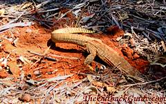 Goanna digging a hole Goanna digging a hole