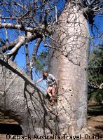 This huge boab is standing outside the Bullita homestead.