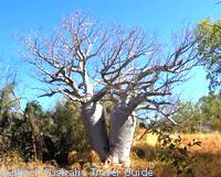 Twin boab trees in Gregory National Park.