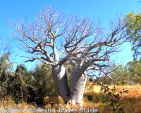 Twin boab trees in Gregory National Park. Twin boab trees in Gregory National Park.