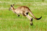 Grey Kangaroo Grey Kangaroo