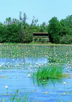 Mamaukala Wetlands in Kakadu National Park