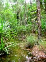 Typical example of monsoonal forest in Kakadu