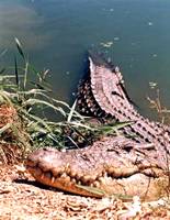 Saltwater crocodile basking on the ege of the water