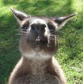 Kangaroo Kangaroo