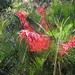 Grevillea flower