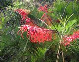 Wildflowers at Katherine Gorge National Park: Grevillea