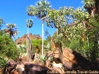 Rocks and palm trees