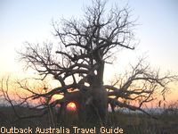 The sun is setting behind a boab tree. These trees only exist in the Kimberly