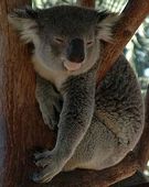 Koala Koala
