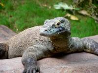 Komodo Dragon Komodo Dragon