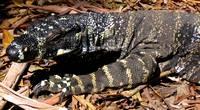 Lace Monitor Lace Monitor