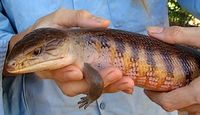 Holding a blue-tongued lizard Holding a blue-tongued lizard