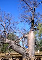 A very old boab tree, though they can grow a lot bigger and older than this A very old boab tree, though they can grow a lot biiger and older than this