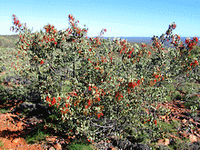 Holly Grevillea