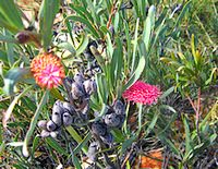 Grevillea Bloom Grevillea Bloom