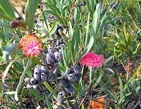 Grevillea Bloom