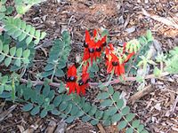 Sturt's Desert Pea Sturt's Desert Pea