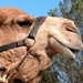 Australian Outback Camel