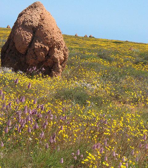 Wildflowers after rain