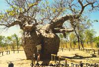 The prison boab tree in Derby. The prison boab tree in Derby.
