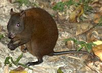 Rat Kangaroo Rat Kangaroo