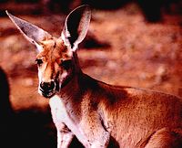 Red Kangaroo Red Kangaroo
