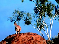 Red Kangaroo Red Kangaroo
