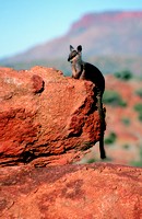 Rock Wallaby Rock Wallaby