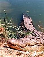 The saltwater crocodile is the most dangerous animal in the Australian Outback