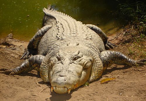 Mean Saltwater Crocodile