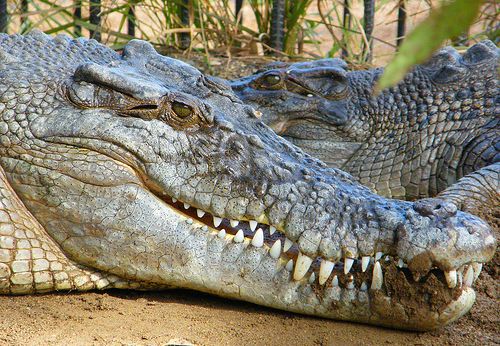 Large Head of a Saltwater Crocodile
