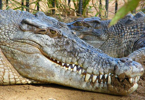 Large Head of a Saltwater Crocodile Large Head of a Saltwater Crocodile