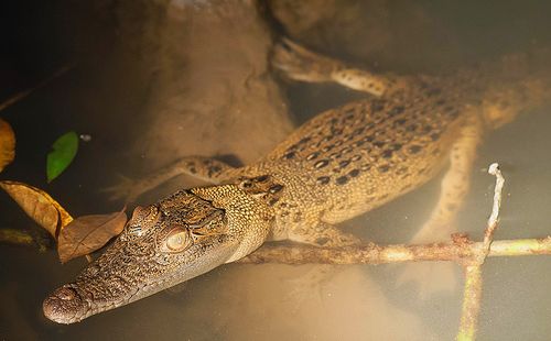 Baby Crocodile