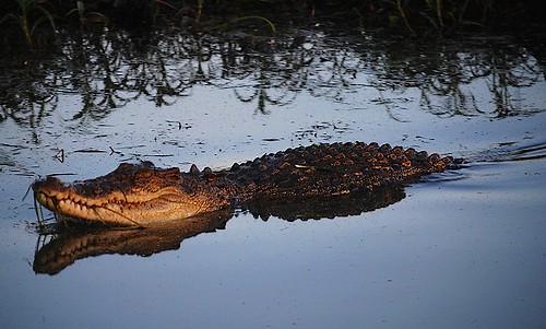 Crocodile at dusk, the most dangerous time