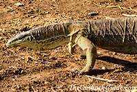 Sand Monitor Sand Monitor