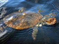 A turtle isn't fazed by our presence. A turtle isn't fazed by our presence.