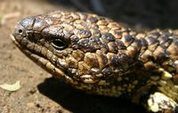 Shingleback Lizard