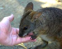 Swamp Wallaby