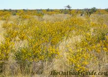 Flowering acacias, common plants in the Tanami.