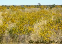 Flowering acacias, common plants in the Tanami. Flowering acacias, common plants in the Tanami.