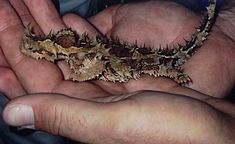 Holding a thorny devil Holding a thorny devil