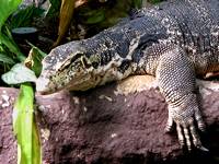 Varanus salvator Varanus salvator